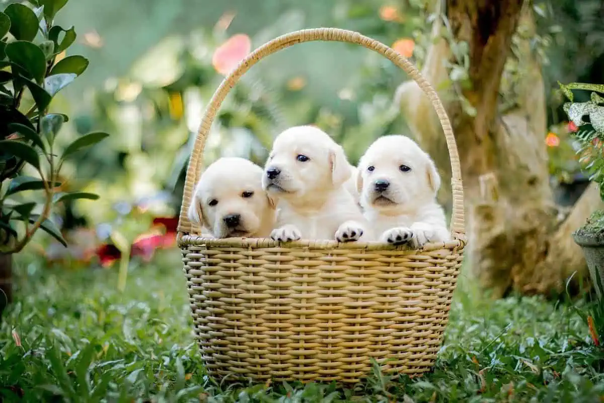 Preparing Your Home for a New Puppy: Essential Tips for First-Time Pet Owners!