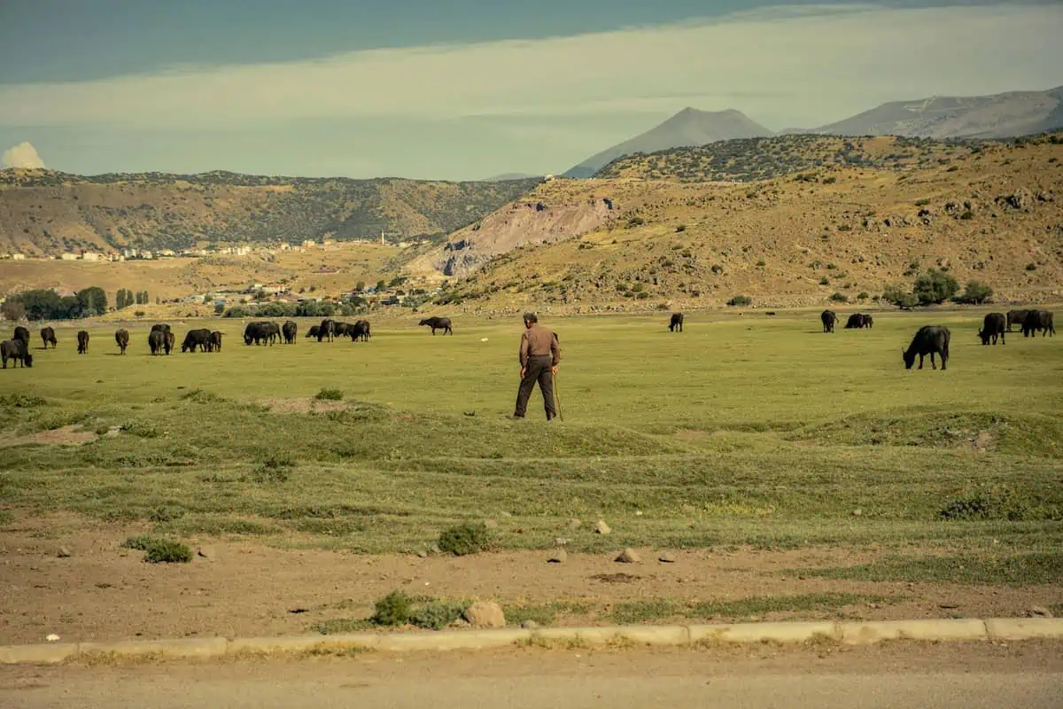 Why Sustainable Cattle Ranching is Crucial for the Future of Food Security!